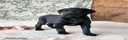Labrador Retriever dogs for sale: Sassy - Ad 4