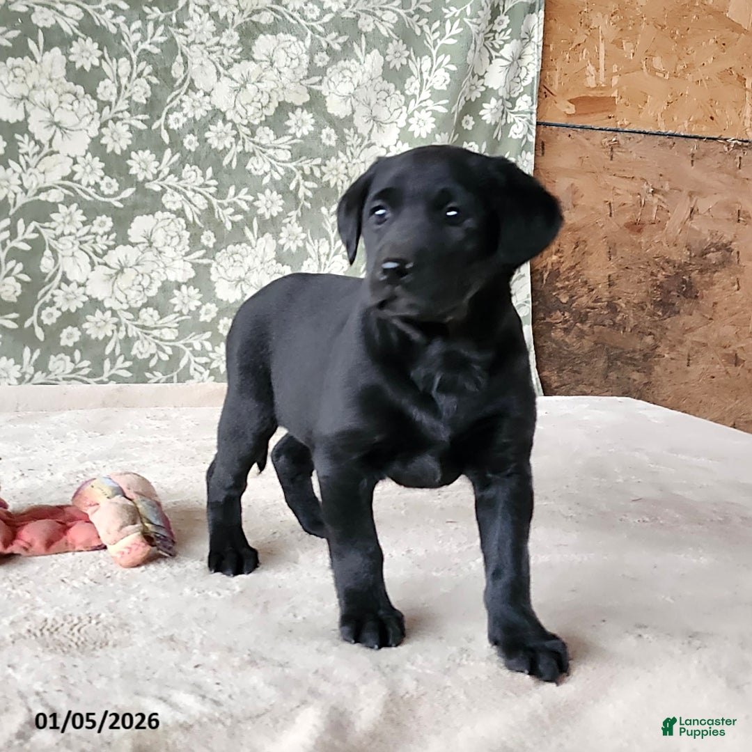 Labrador Retriever dogs for sale: Sassy - Ad 4