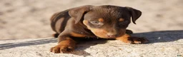 Doberman Pinscher dogs for sale: Sara F 2 - Ad 2