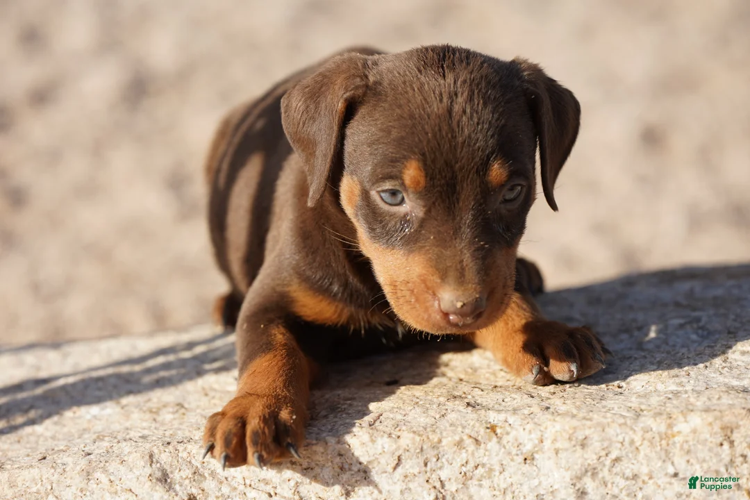 Doberman Pinscher dogs for sale: Sara F 2 - Ad 2