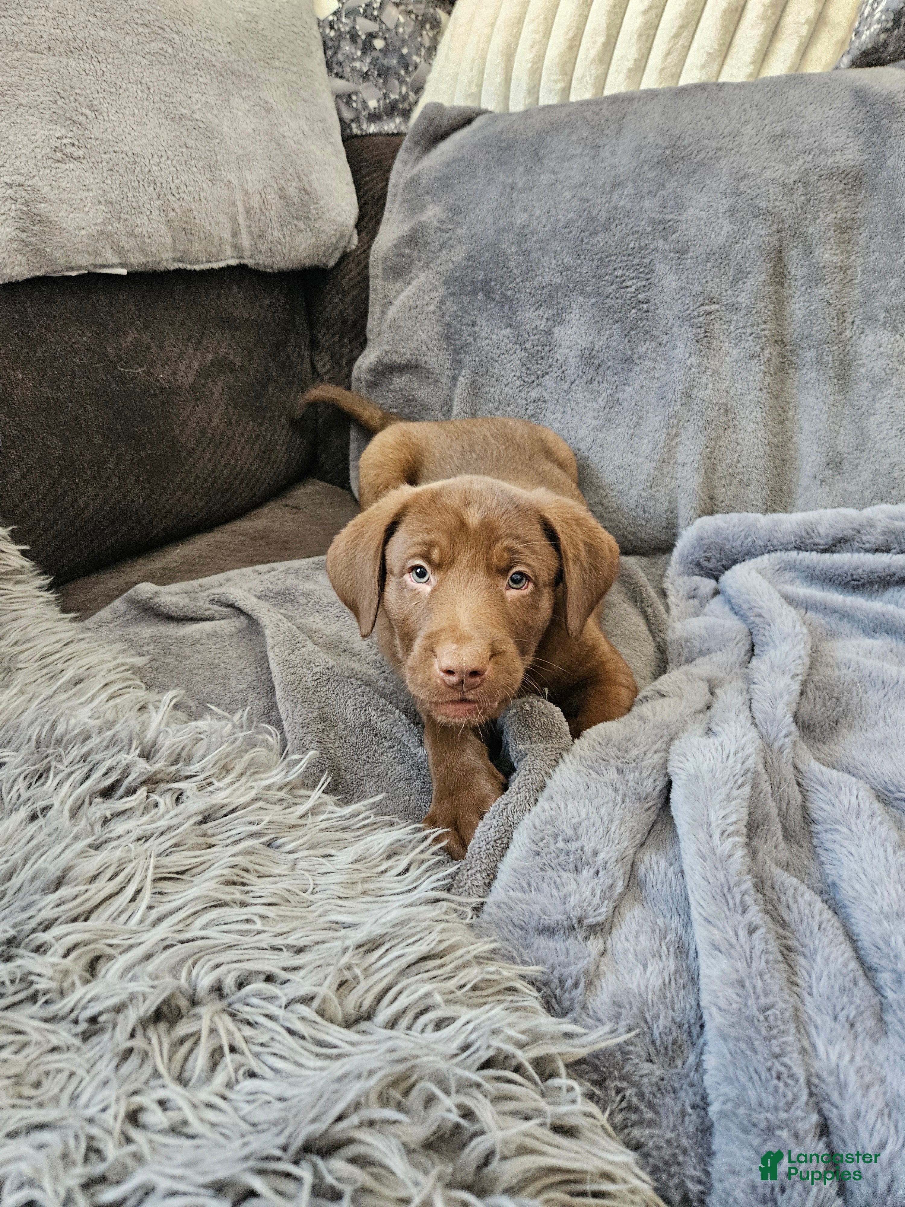 Labrador Retriever dogs Labrador Retriever Puppy 5 - Ad 2