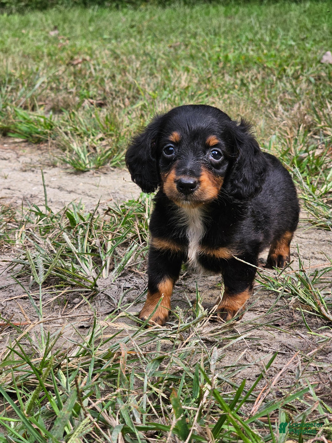 Miniature Dachshund dogs for sale: Rhonda  - Ad 2