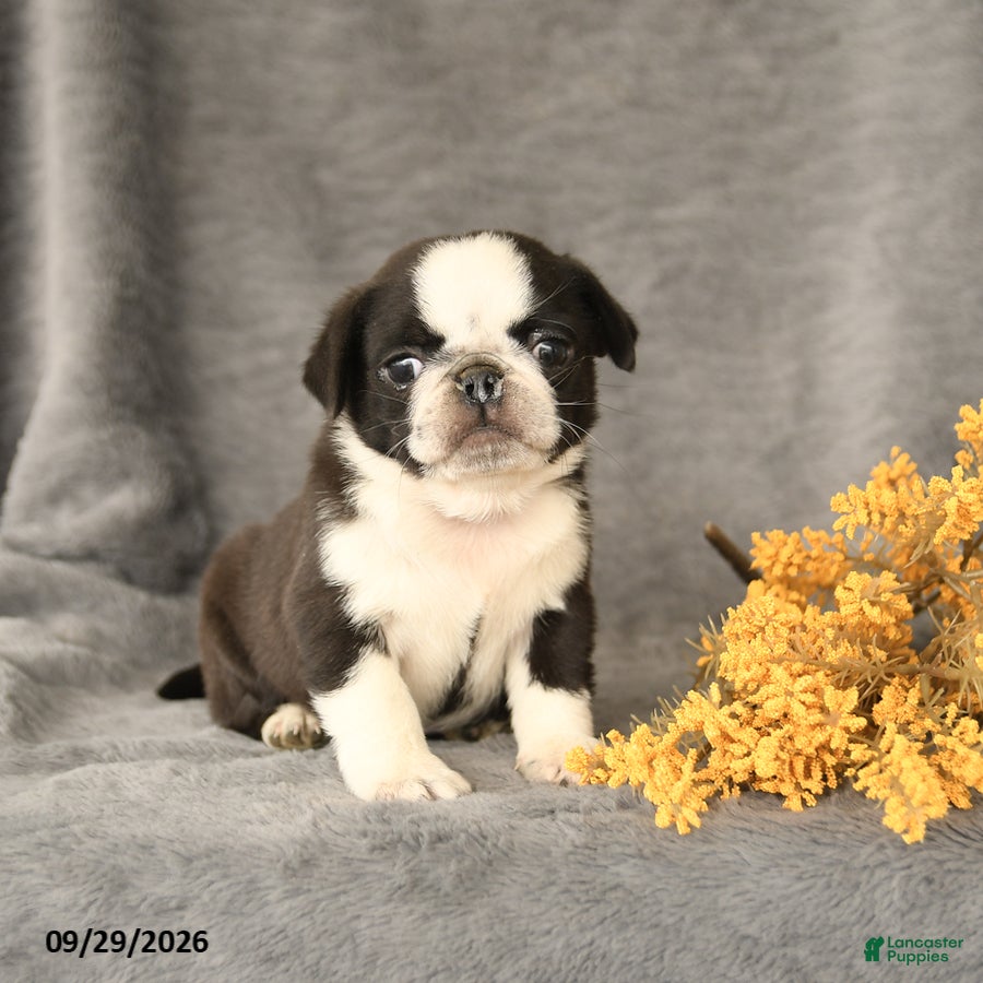 Pug dogs Kyle - Ad 2