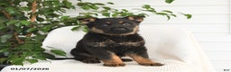 German Shepherd dogs for sale: Koda - Ad 2