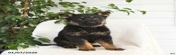 German Shepherd dogs for sale: Koda - Ad 2