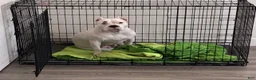 American Bully dogs for sale: Honey - Ad 8