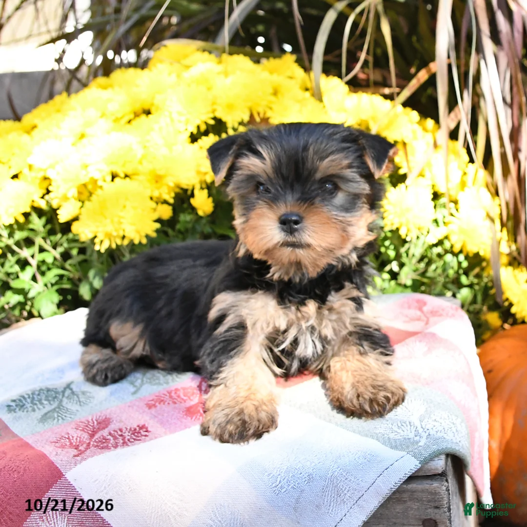 Yorkshire Terrier dogs for sale: Trixie - Ad 1