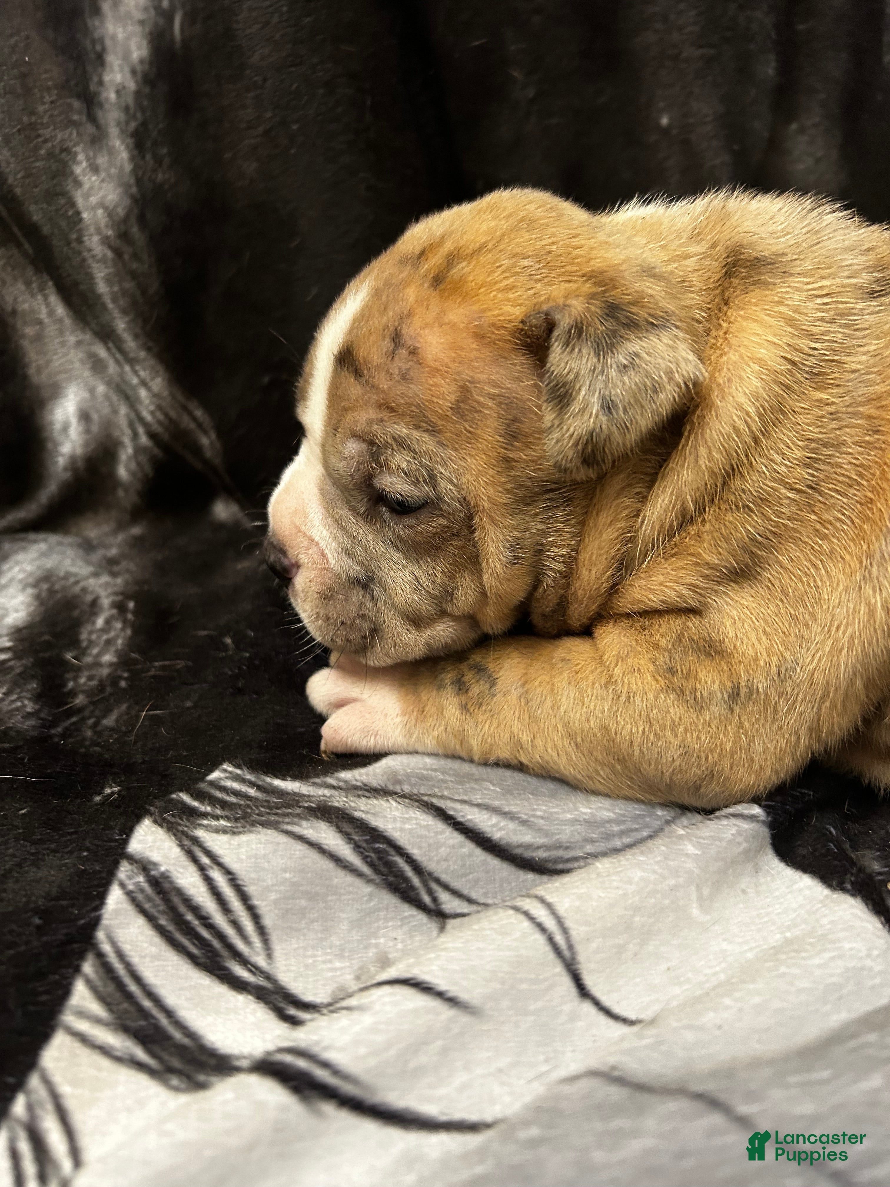 American Bully dogs American Bully Puppy 1 - Ad 2