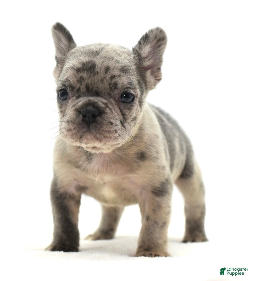 Mixed Breed dogs for sale: Hollywood merle blue  - Ad 17