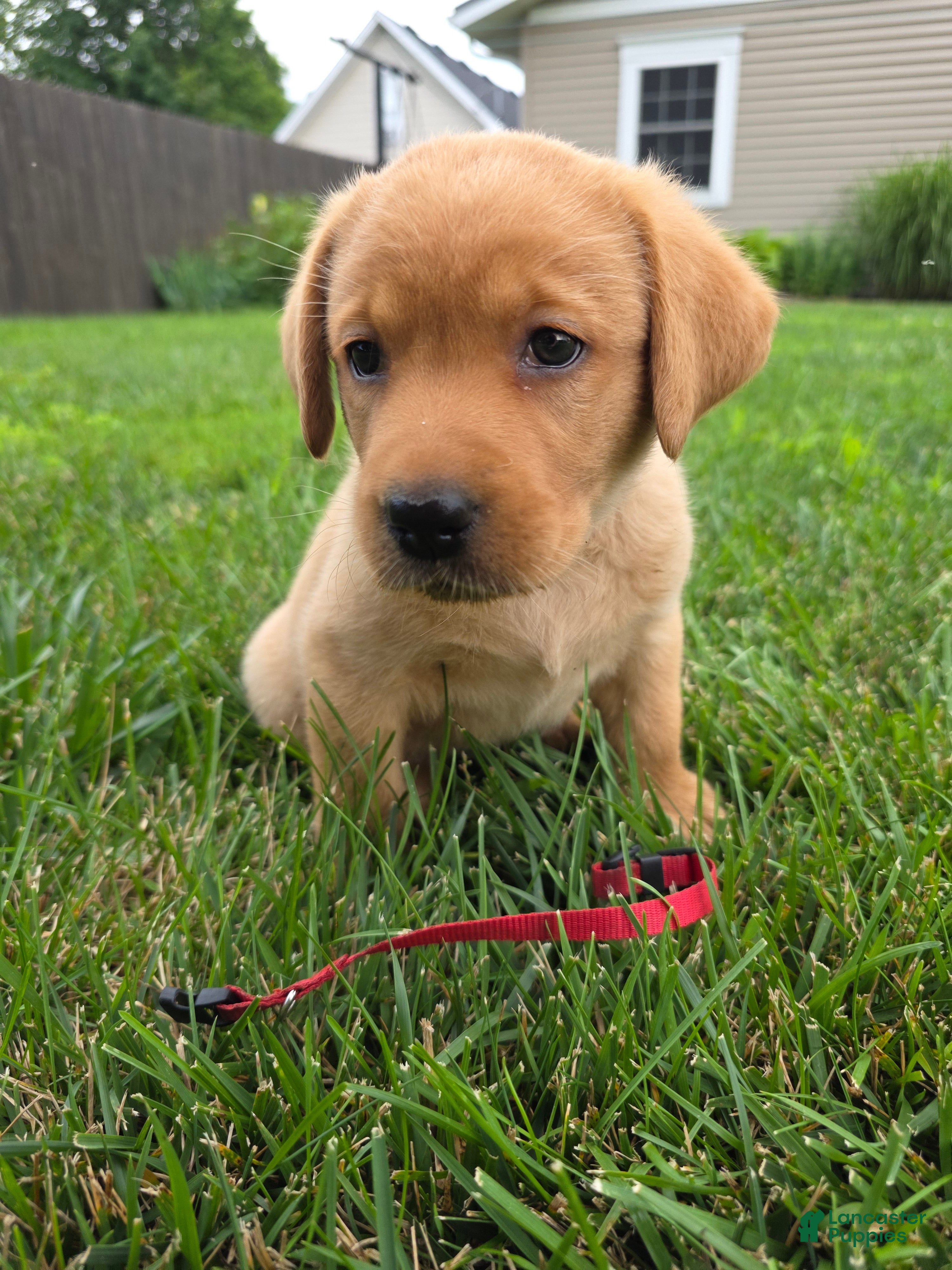 Labrador Retriever dogs Helen ♥️ Fox Red English Lab  - Ad 2