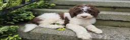 Bernedoodle dogs for sale: Callie - Ad 7