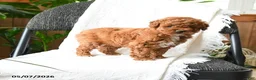 Mini Goldendoodle dogs for sale: Julien - Ad 4