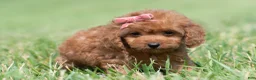 Maltipoo dogs for sale: Cupcake F1 - Ad 8