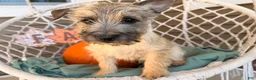 Cairn Terrier dogs for sale: Jimmy  - Ad 3