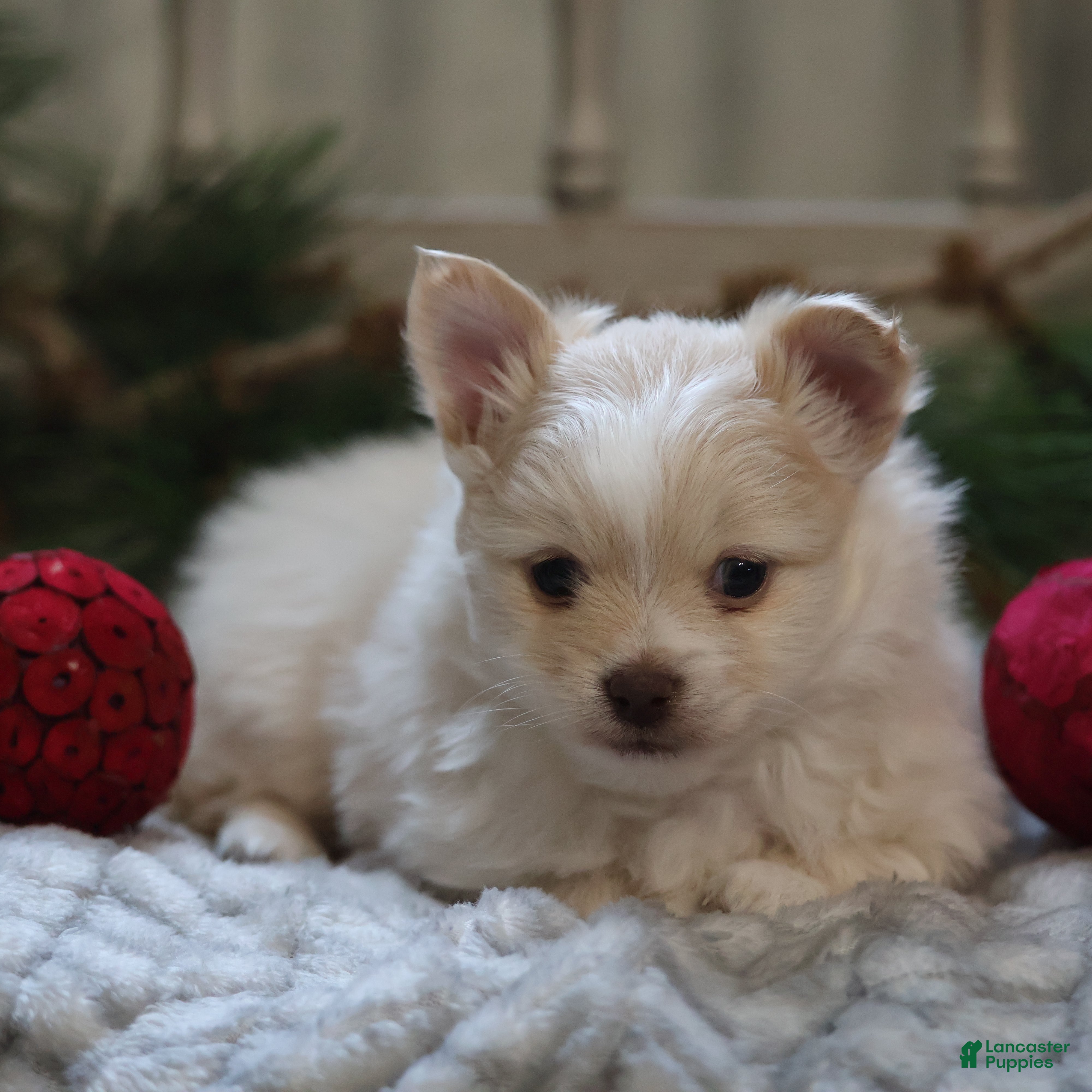 Maltipom dogs Kringle - Ad 2