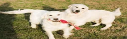 Golden Retriever dogs for sale: Louie - Ad 9