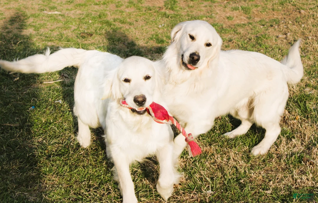 Golden Retriever dogs for sale: Louie - Ad 9