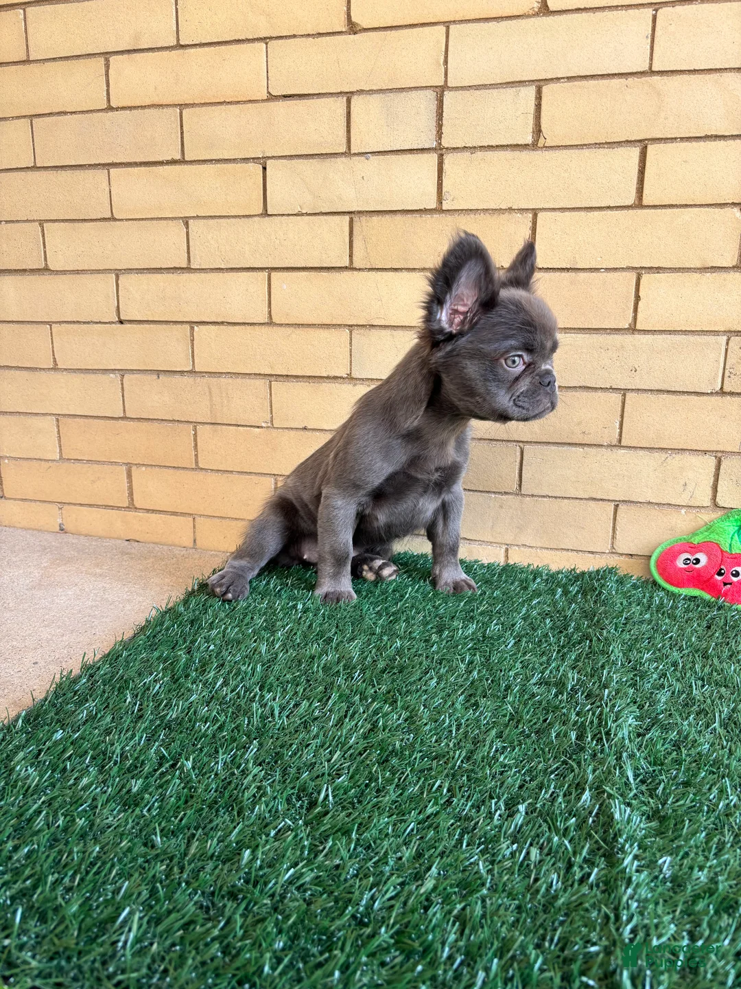 French Bulldog dogs for sale: Molly - Ad 2