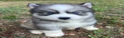 Siberian Husky dogs for sale: Chevy - Ad 6