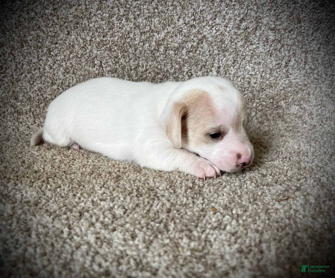 Miniature Dachshund dogs for sale: White Chocolate  - Ad 3