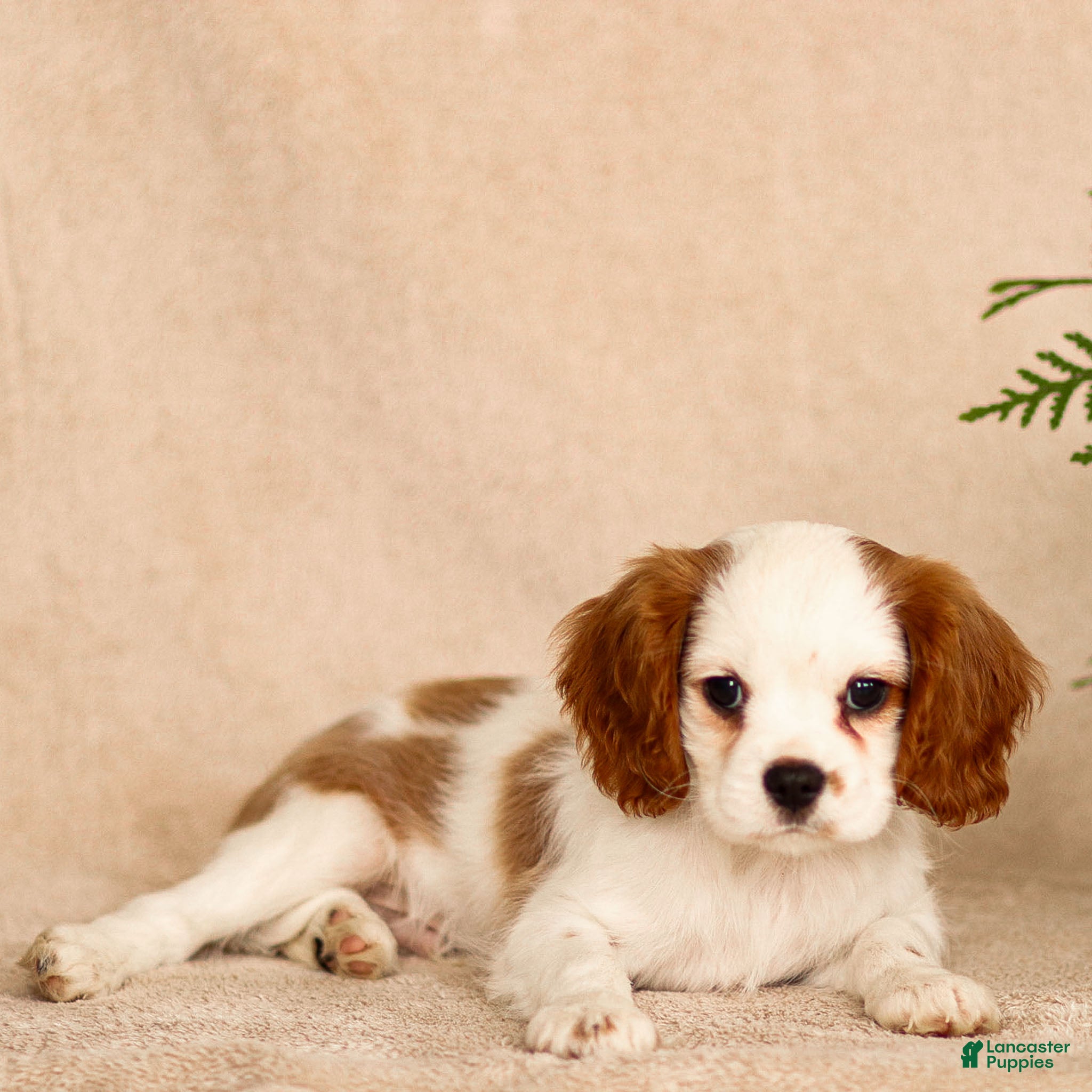 Cavalier King Charles Spaniel dogs Max - Ad 33