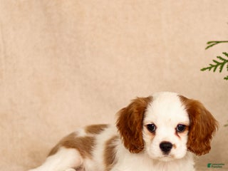 Cavalier King Charles Spaniel dogs Max - Ad 33