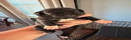 Mixed Breed dogs for sale: Chug 5 - Ad 7