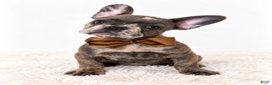 Diesel-AKC