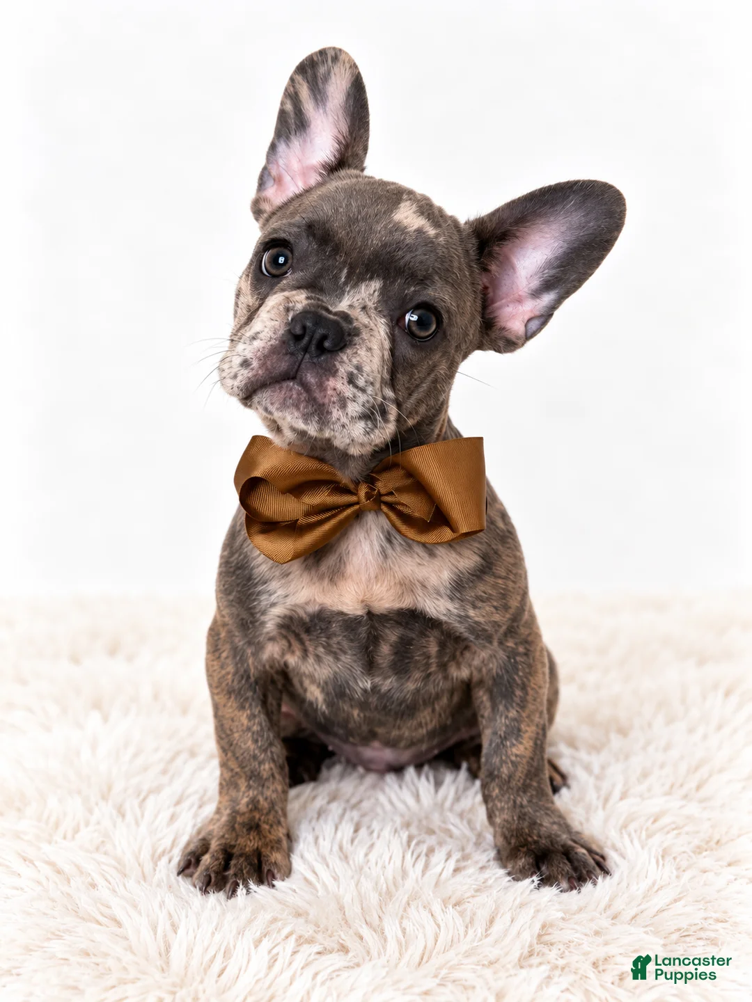 French Bulldog dogs for sale: Diesel-AKC - Ad 1