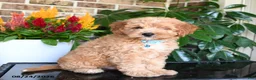 Mixed Breed dogs for sale: Murphy - Ad 3