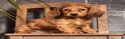 Miniature Dachshund dogs for sale: Anni - Ad 2