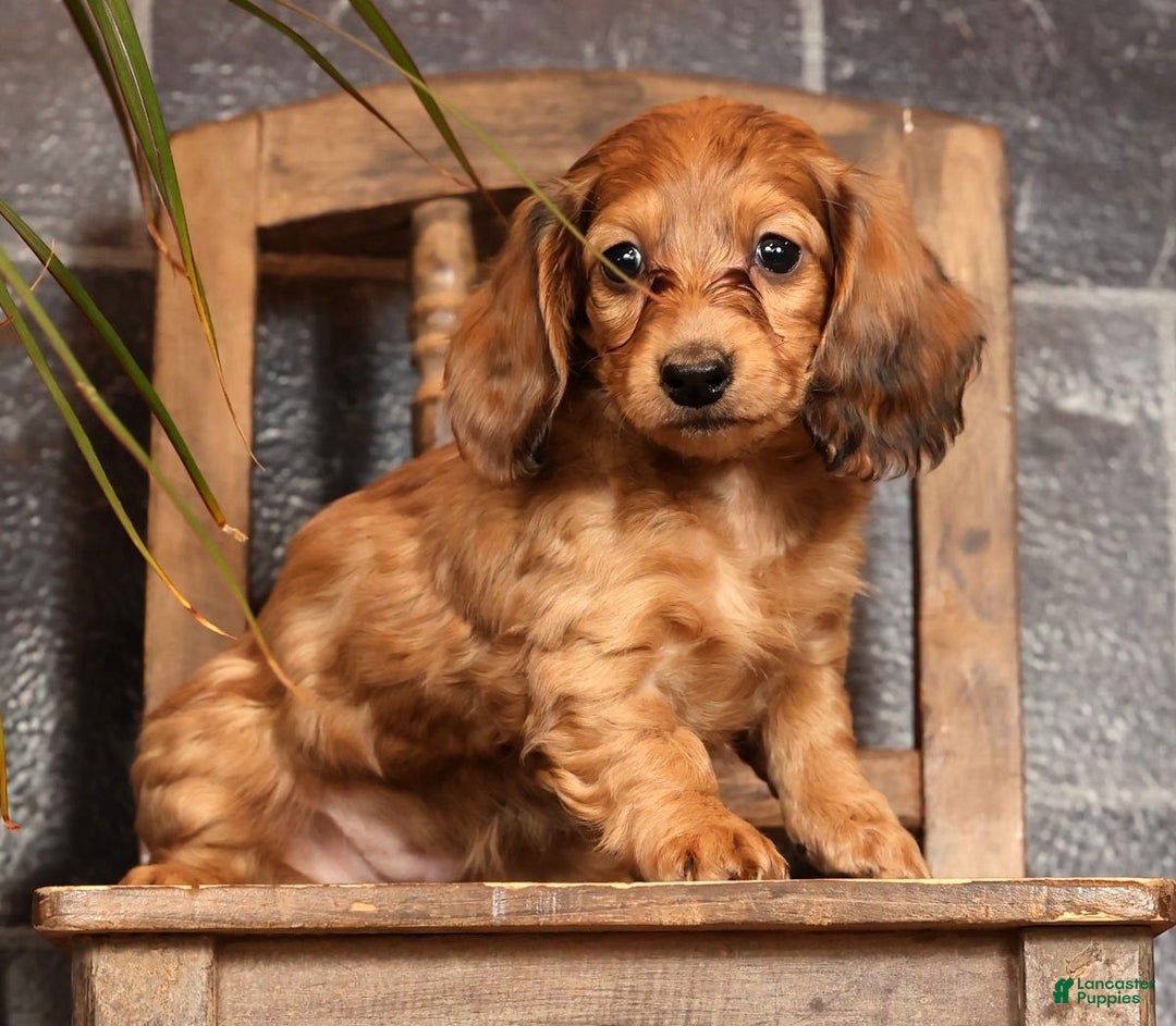 Miniature Dachshund dogs for sale: Anni - Ad 2
