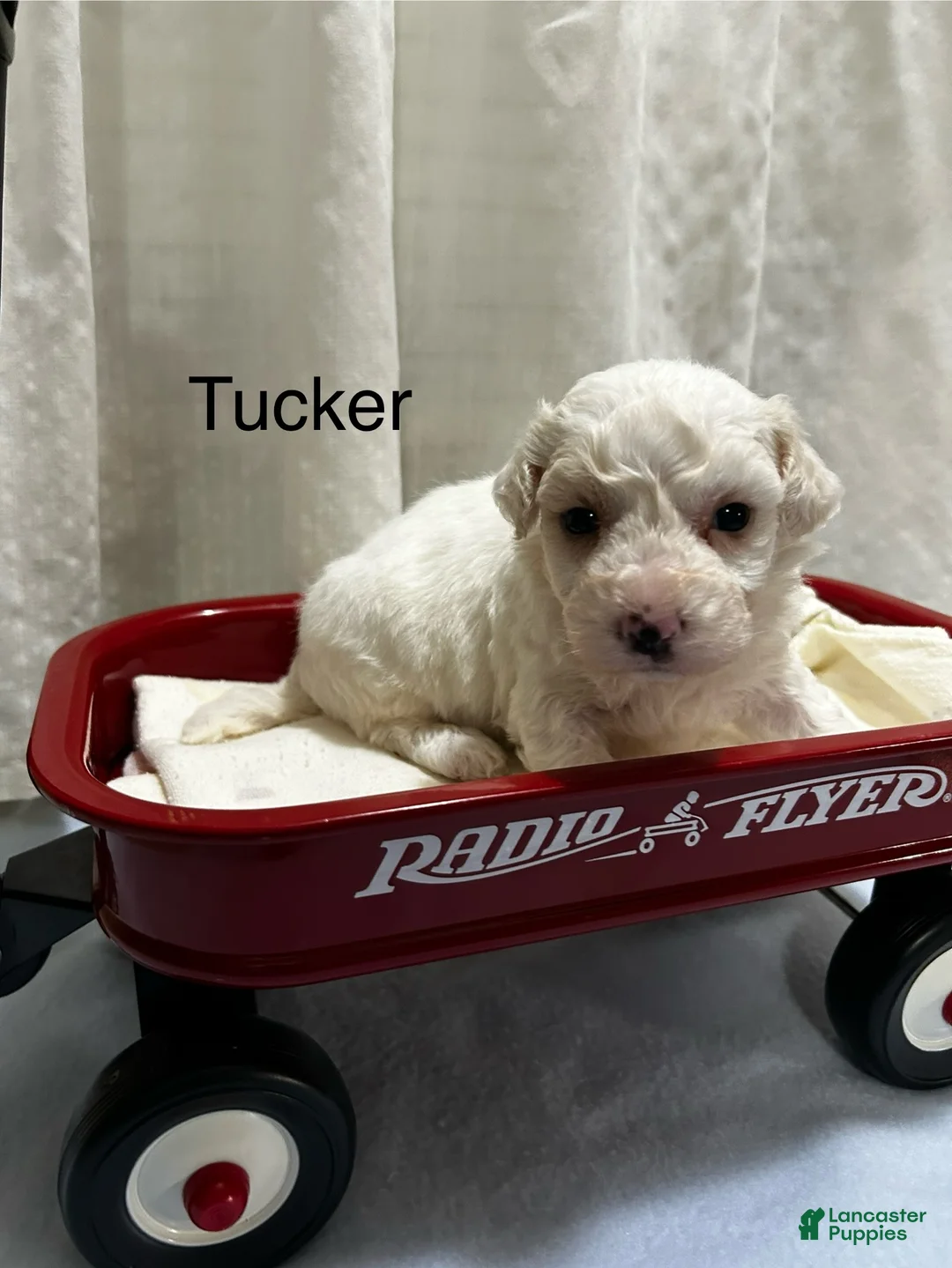 Bichon Frise dogs for sale: Bichon Frise 1 Tucker - Ad 2
