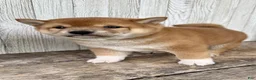 Shiba Inu dogs for sale: Zeus - Ad 9