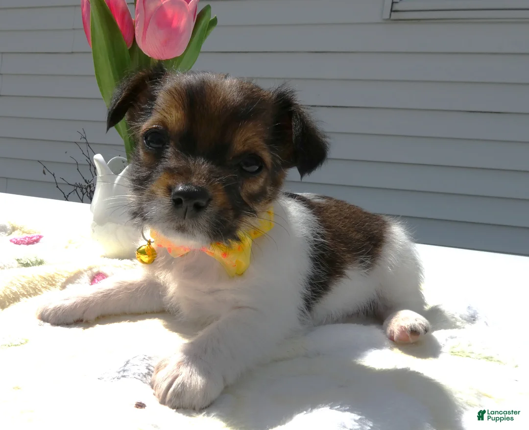 Maltipoo dogs for sale: Maltipoo Puppy 2 Lolly - Ad 1