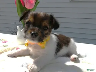 Maltipoo dogs Maltipoo Puppy 2 Lolly - Ad 4