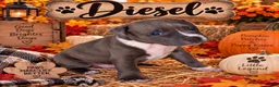 Mixed Breed dogs for sale: Breed 3 - Ad 1
