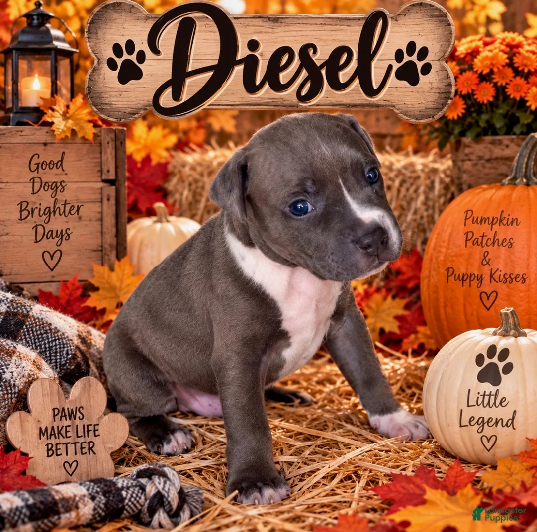 Mixed Breed dogs for sale: Breed 3 - Ad 1