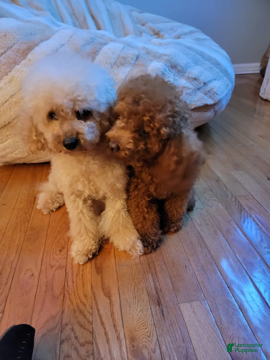 Gallery Image {{count}}