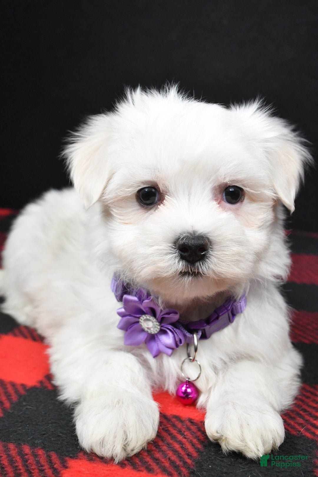 Maltese dogs for sale: Milly - Ad 5