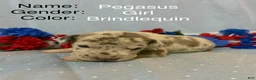 Great Dane dogs for sale: Pegasus - Ad 3