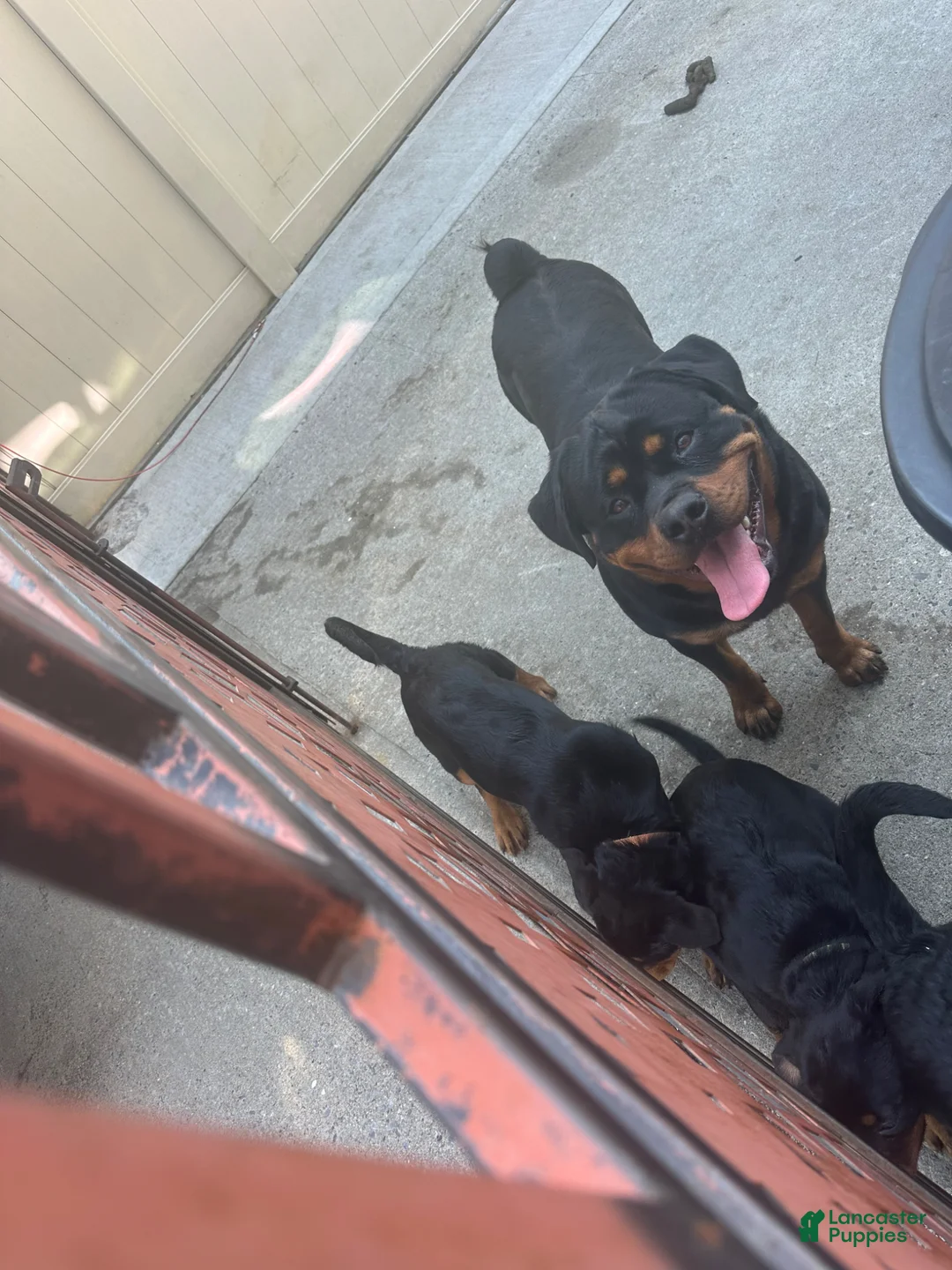Rottweiler dogs for sale: Rottweiler Puppy 3 - Ad 2