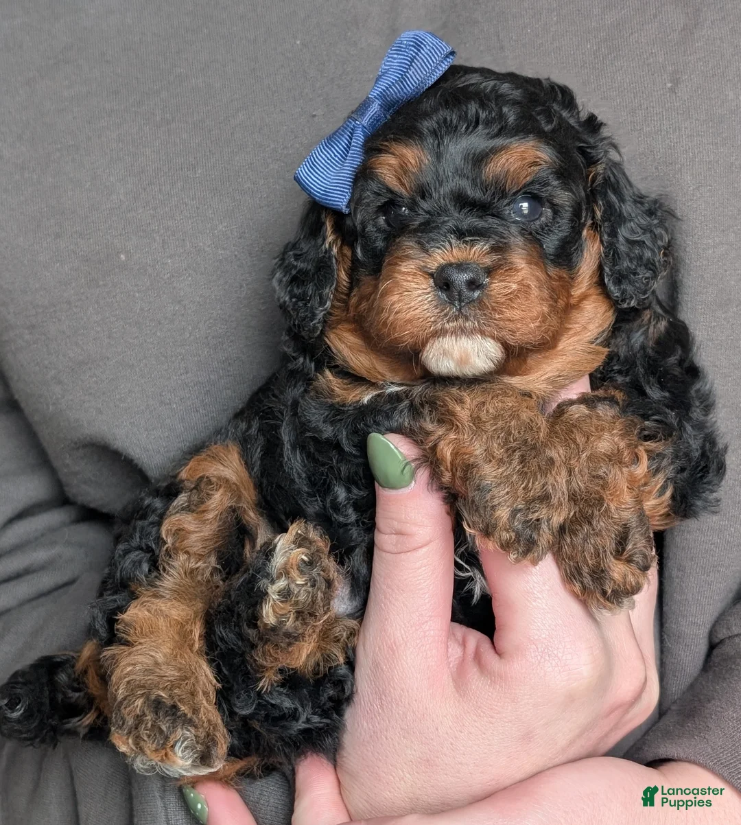 Cavapoo dogs for sale: Myles - Ad 24