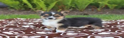 Mixed Breed dogs for sale: Sidney - Ad 5