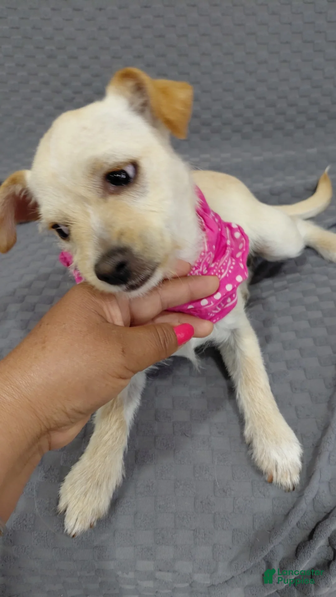 Chihuahua dogs for sale: Chihuahua pup #4 - Ad 5