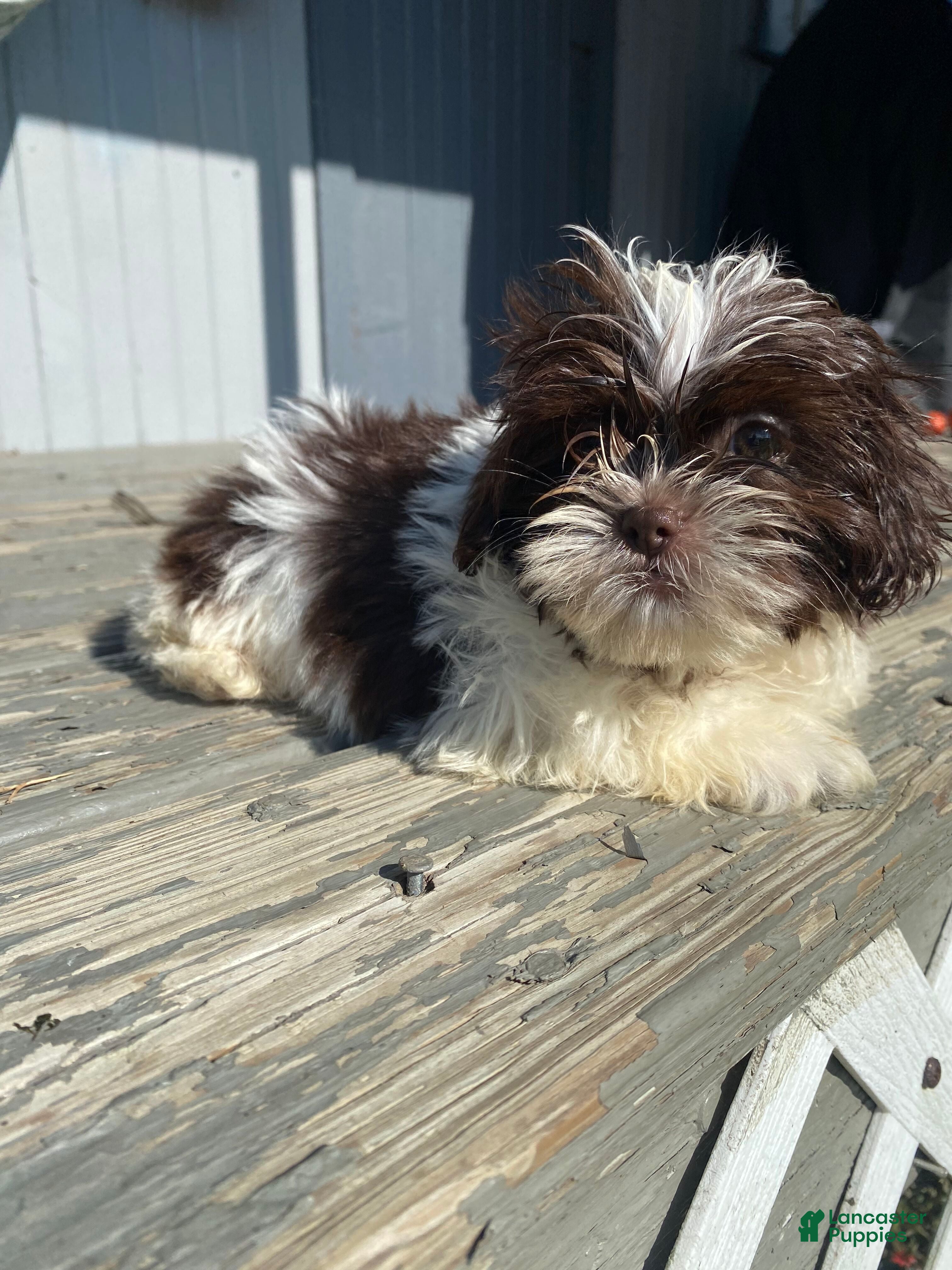Shih Tzu dogs Tiffany - Ad 1