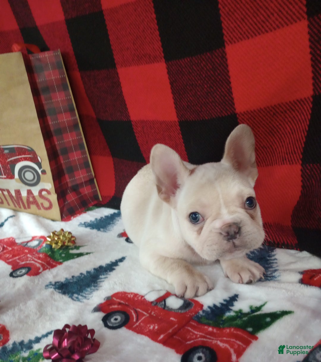 French Bulldog dogs for sale: Jeremy  - Ad 1