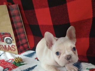 French Bulldog dogs Jeremy - Ad 36