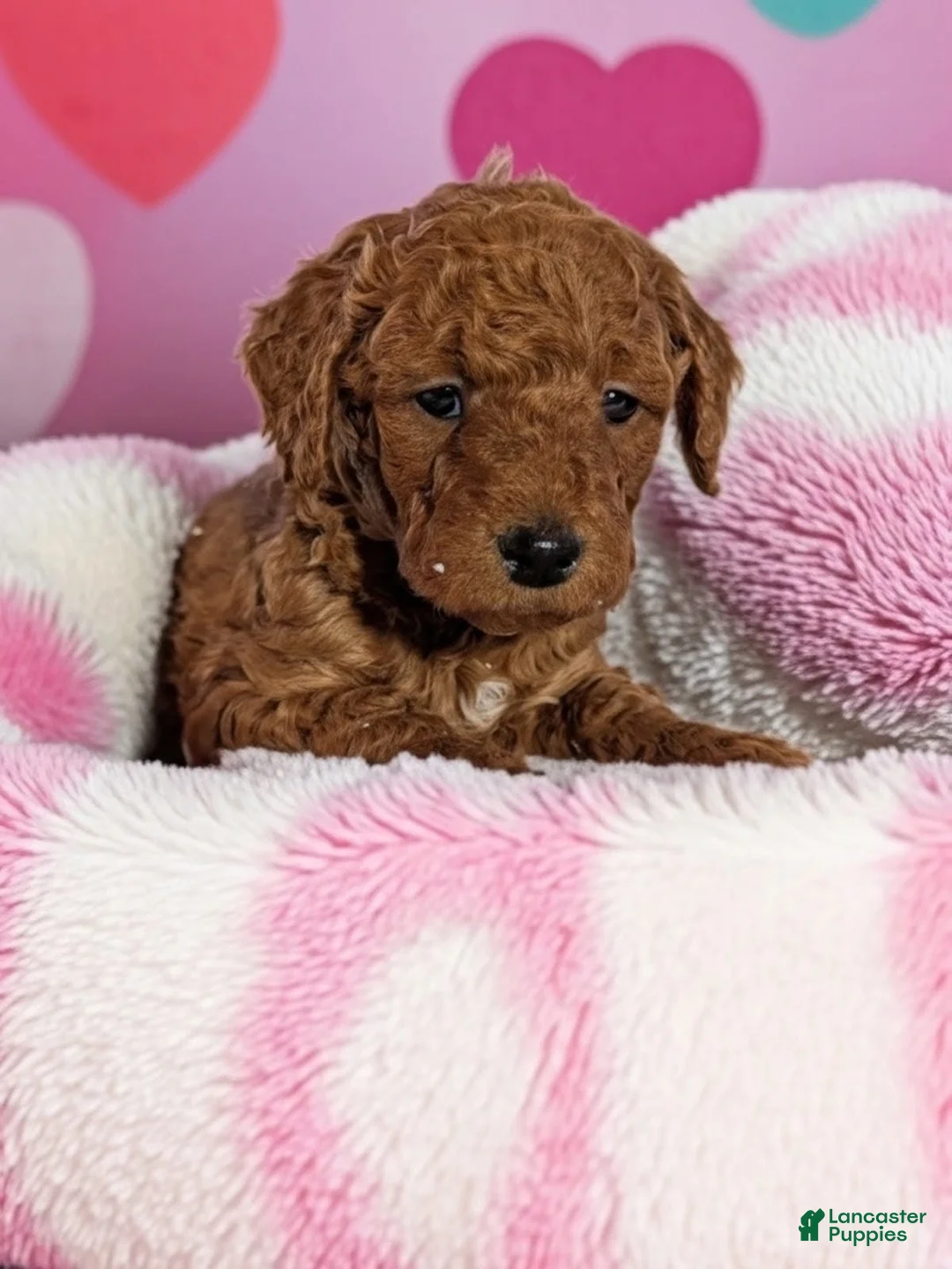 Goldendoodle dogs for sale: beth - Ad 1