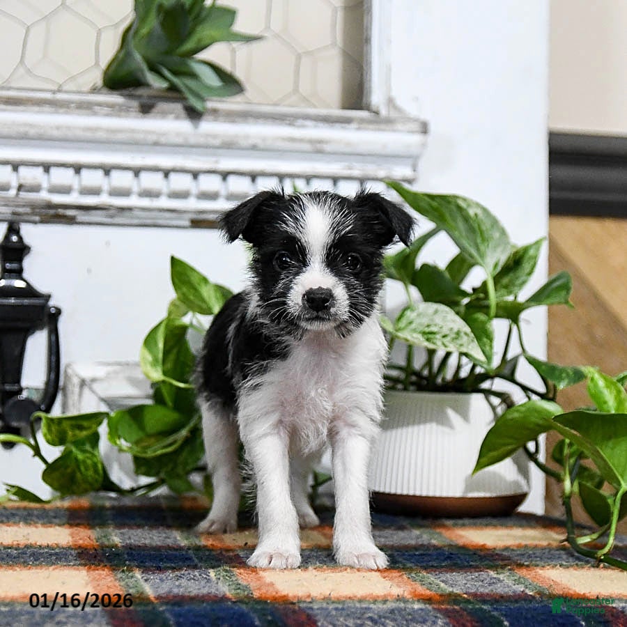 Mixed Breed dogs Hazel - Ad 2